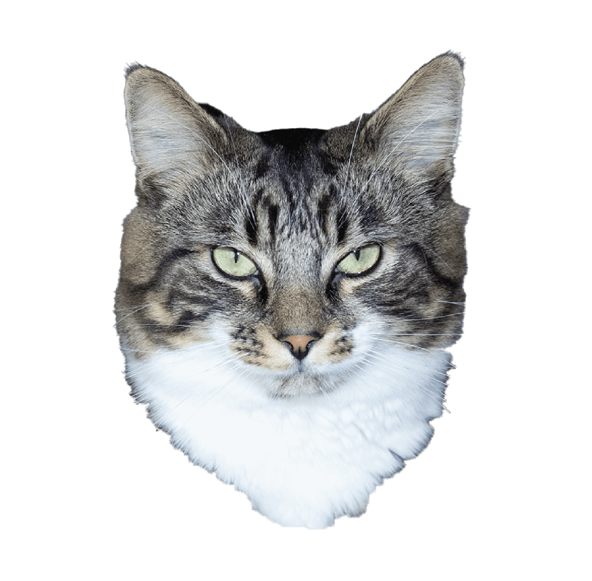Masha's cat